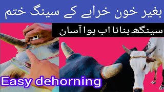 Easy dehorning  Large animal dehorning  seeng khtam krny ka tariqa  apply ring on horns  Horns [upl. by Odlareg363]