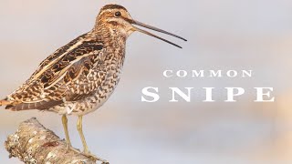 Bird sounds  Common Snipe call [upl. by Onaimad88]