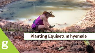 Planting Equisetum hyemale in Quebradillas Puerto Rico [upl. by Yesac]