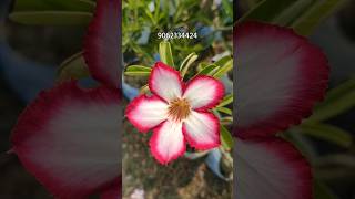 Wholesale Adenium plant collection  Arabicum Flower collection  Desert rose Combo Offers [upl. by Enelad]