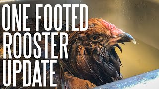 Did Our Footless Chicken Survive [upl. by Baillie]