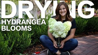 How to Dry Hydrangea Blooms 🌿 Garden Answer [upl. by Baily]