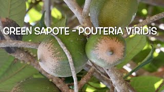 New Green Sapote Tree vs Sapodilla Tree growing outdoors z9b update [upl. by Arres3]