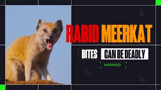 Can you get rabies from Red Meerkats wildlife rabies [upl. by Demetre]