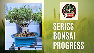 Serissa Bonsai Progress bonsai beautiful garden gardening plants how howto tutorial [upl. by Babbie]