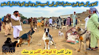 Top Class Dogs 🐕 Market In Pakistan 2142024  kohat dog market  Sunday dog markets [upl. by Hsaka247]