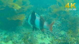 Port Noarlunga reef underwater drone footage from Adelaide Chasing Gladius Mini S 4K UHD [upl. by Nations10]