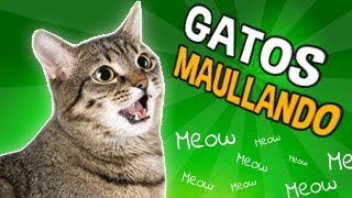 GATOS MAULLANDO Mucho y Fuerte 🙀 Tus GATOS se volverán LOCOS 😹 Gatitos Maullando [upl. by Maud]