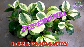 Peperomia Obtusifolia Baby Rubber Plant care and propagation [upl. by Remmos]