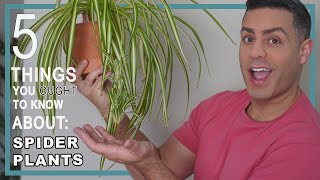 5 Things You Ought To Know About Your Spider Chlorophytum Comosum Plant Houseplant Crucial Care [upl. by Romeon]