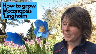 How to grow Meconopsis Lingholm [upl. by Dugas]