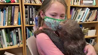 Meeting Grover the Baby Sloth at Oglebay Good Zoo [upl. by Ayerim]