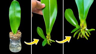 Revealing the magical secret to making orchids grow from leaf gaps [upl. by Aicram]