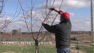 Poda de formación en plantaciones de almendro de regadío Año 1 [upl. by Godfree]