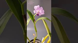 CATTLEYA BOWRINGEANA VAR COERULEA раскрыла бутон orchid цветы cattleya cattleyabowringeana [upl. by Kosey]