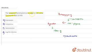 The lamprey Petromyzon is included in the same taxonomic class as the [upl. by Jolee]