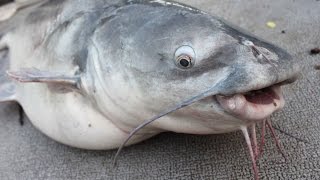 How to catch catfish in Summer  catfishing tips [upl. by Geneva544]