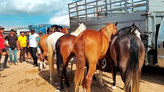 FEIRA DE CAVALO DE CARUARU PE TERÃ‡A FEIRA 090124 nordeste [upl. by Neile902]