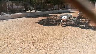 White Gemsbok Oryx In Giza Zoo [upl. by Valente]