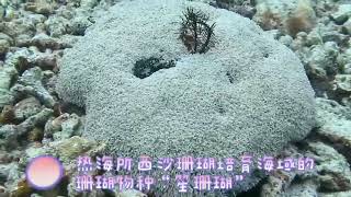 Organpipe coral a major achievement of coral germplasm [upl. by Bully]