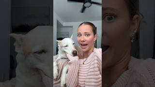 How my dog makes  🤩💸 dogshorts pets dog grwm makeup doglover howtomakemoneyonline [upl. by Berneta]