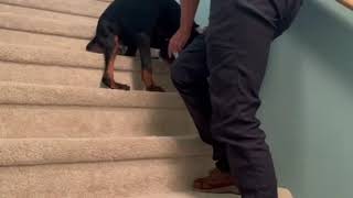 Doberman puppy stairs [upl. by Fesoj62]