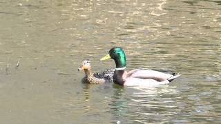 Mating Mallards [upl. by Eatnuahs]