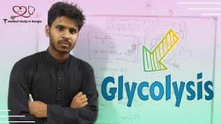 Overview of Glycolysis in Bangla CHO Metabolism [upl. by Leihcar]