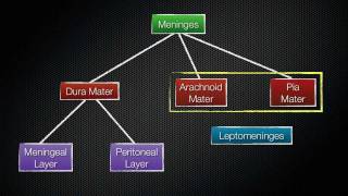 069 The Meninges of the Central Nervous System [upl. by Stanislaus633]