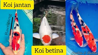 Cara membedakan ikan koi jantan dan ikan koi betinahow to distinguish male koi fish and female koi [upl. by Eelydnarb786]