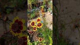 coreopsis flower trending flowers coreopsis viralvideo [upl. by Acilejna]