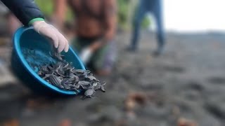 Releasing Leatherback hatchlings [upl. by Hewitt794]