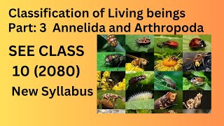 Classification of Living Beings Class10SEE  Part 3  Kingdom Animalia Science and Technology [upl. by Tsan]