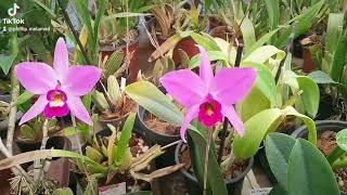 Laelia anceps [upl. by Eniamrehc]