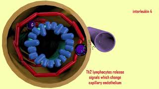 eosinophils in asthma [upl. by Kramal]