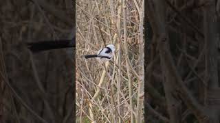 Longtailed Tit  Bushtit Aegithalos Caudatus Bird watching Samsung Galaxy S23 Ultra 4k 60fps [upl. by Filia]