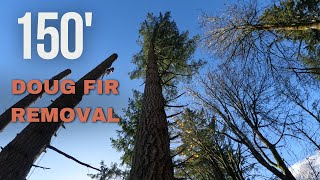 Cutting Down Massive 150 Fir tree [upl. by Madora]