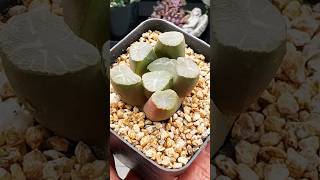 Haworthia Maughanii Dragon succulentsplanterspot plants succulant haworthia australia garden [upl. by Alasdair]