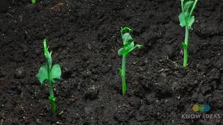 Moving Time Lapse Of Peas Growing [upl. by Eislrahc]