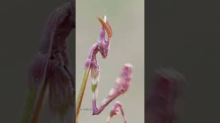 The Pink Hunter Empusa Deadly beauty prayingmantis mantis insects wildlife shorts animals [upl. by Lewiss]