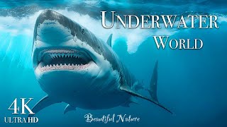 Discover the Wonders of the Underwater World 4K  A Beautiful Marine Life Film with Relaxing Music [upl. by Lewak548]