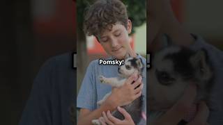 Pomsky Puppies Everything you need to know [upl. by Assiluj]