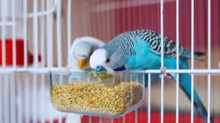 budgies bird colony birds [upl. by Howes]