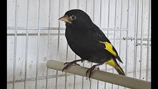 Siskin mutations and much more [upl. by Guevara]