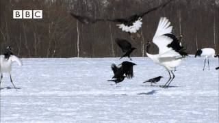 BEAUTIFUL JAPANESE CRANES in the snow  top sight In Nature Earthflight  David Tennant [upl. by Einnel876]