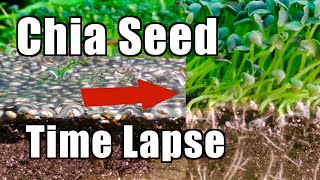 Growing 10000 Chia Seeds  Time Lapse Laboratory [upl. by Soneson]