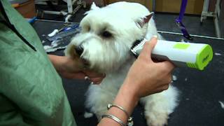 Westie head done with snap on comb [upl. by Annanhoj]