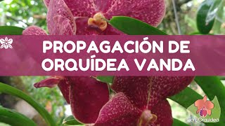 🌺 Propagación de orquídeas Vanda  CorpOrquídea [upl. by Shaeffer]