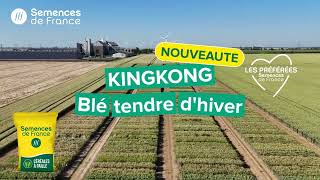 KingKong  Blé tendre dhiver préférée 2024 [upl. by Arras]