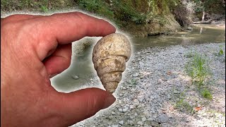 Back for more Fossils  Texas Fossil Hunting  Drought 2023 [upl. by Iene]